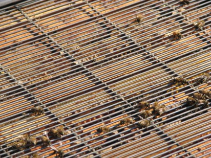 bees at work