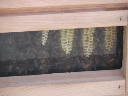 bee window