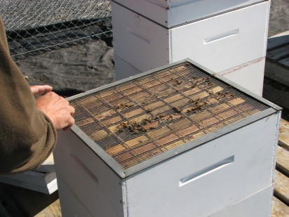 top of bee hive